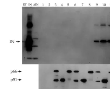 FIG. 1. Native IN interacts with all three forms of HIV-1 RT.Hexahistidine-tagged RT heterodimer (p66/p51), p51, and p66 bound