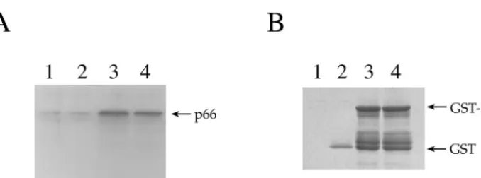 FIG. 2. Multimerization of IN is not critical to RT-IN interaction. (A) Lanes 1 to 3, empty, GST-bound, and GST-IN-bound G beads incubatedwith bacterial lysates containing RT p66; lane 4, GST-IN/V260E-bound G beads incubated with p66 RT lysate