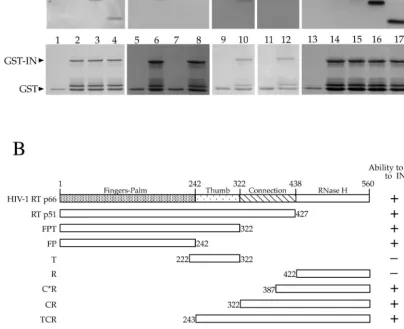 FIG. 3. Mapping the IN-binding domain on HIV-1 RT. In experiments similar to those shown in Fig