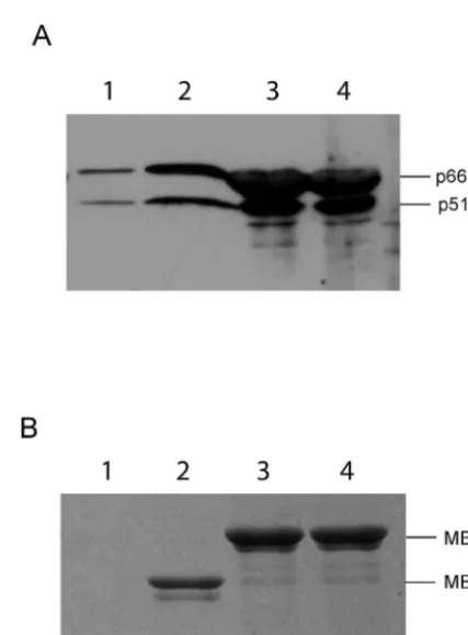 FIG. 5. Interaction between the binding domains occurs withoutnucleic acid bridging. G beads, GST, or GST-IN prepared with or