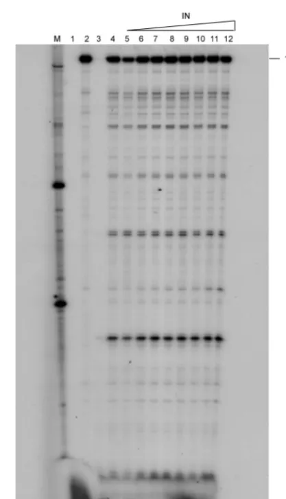 FIG. 7. Effects of mutations at conserved IN residues on RT-INinteraction. GST pull-down experiments were carried out as before by