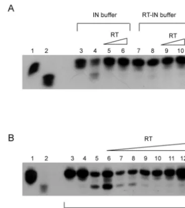 FIG. 9. Effect of RT on 3� processing by IN protein. (A) Usingradiolabeled U5.3/U5.4 substrate, a comparison was made between