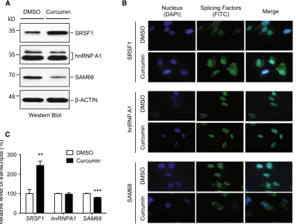 Fig. 3 SRSF1 is speciﬁcally increased by curcumin.western blots of total proteins of splicing factors involved in theregulation of thetreatment of BJ301J cells with DMSO or curcumin.loading control