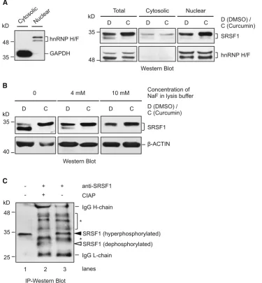 Fig. 4 Curcumin increases the hyperphosphorylated isoform offractionation of cytosol and nuclei of the BJ301J cells, GAPDH andhnRNP H/F are as the speciﬁc markers for cytosolic and nuclearfractions, respectively.expression of SRSF1 in total lysates (T), cy