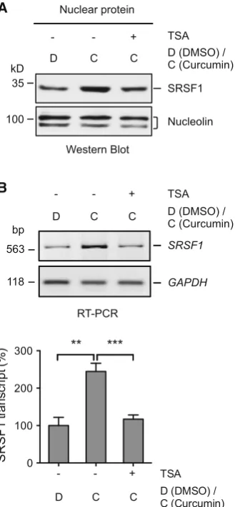 Fig. 6 SRSF1 knockdown reduces the inclusion of(meancalculated as the molar intensity of the 364-bp product (relative to the total of the 364- and 310-bp ( SMN2 exon 7.a Western blots of SRSF1 or hnRNP A1 from the BJ301J cells 7 daysafter transduction of l