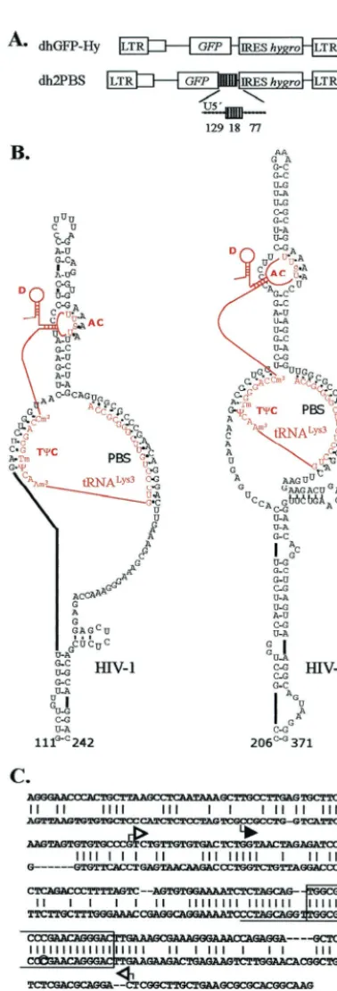 FIG. 1. Structures of vectors, predicted secondary structures ofHIV-1 and HIV-2 PBS regions, and sequence homology comparison of