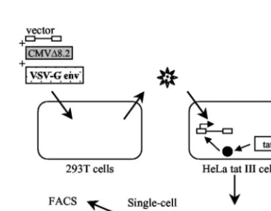 FIG. 2. Reverse transcription of vectors containing two PBSs. Thinlines indicate genomic RNA, thick lines indicate newly synthesized