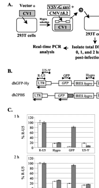FIG. 5. Quantitative real-time PCR analysis. (A) Experimentalprotocol. Stable cell lines were generated by cotransfection of 293T