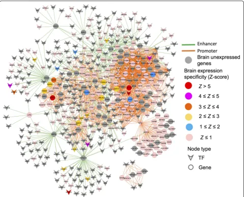 Fig. 5 A brain-specific TF-target gene regulatory network for AD. The TF-target gene network was generated by mapping the significant SNPswith AD from the PheWAS Catalog into the enhancer or promoter regions via three components: (1) genome-wide mapping of