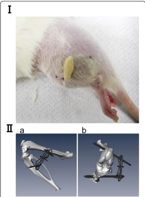 Figure 1 Rat knee joint immobilized by external flexion withwire and resin. (I) Photograph of the lateral view