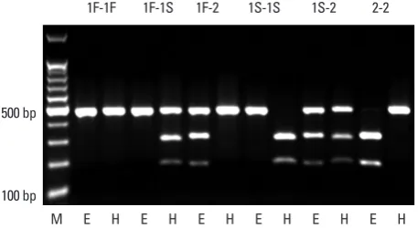 Fig. 1. Restriction fragment-length polymorphism analysis of GC. Eco T14 I cuts GC2 into two bands of 302 base pairs (bp) and 156 bp, whereas Hae III cuts GC1S into two bands of 295 bp and 167 bp