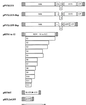 FIG. 1. Schematic representation of plasmids used in this study. pkDa-protein; 25k, 25-kDa protein; a, 12-kDa protein; b, 8-kDa protein; c, 25-kDa mutant; CP, coat protein; ORFs are shown as rectangles, andthe mutant S6 ORF lacking an ATG is shown as a lin