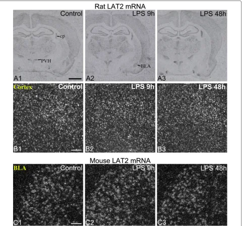 Fig. 7 LPS had no effect on LAT2 mRNA expression in the rat and mouse brain. A X-ray film images of radioactive LAT2 in situ hybridization from the rat forebrain