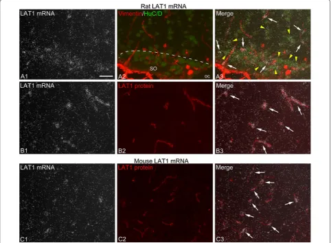 Fig. 1 LAT1 mRNA is expressed in brain microvascular cells and neurons. A To confirm that LAT1 mRNA is expressed in multiple cell types, radioac-tive LAT1 in situ hybridization (A1 darkfield image, silver grain accumulation represents LAT1 mRNA expression)