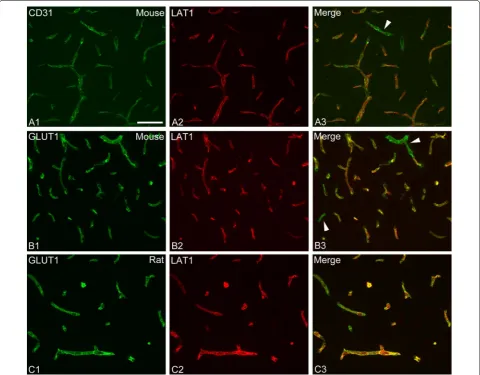 Fig. 5 LAT1 protein is expressed in cerebral endothelial cells. A1–A3 Dual immunofluorescence for the endothelial marker CD31 (green) and LAT1 (red) in the mouse brain