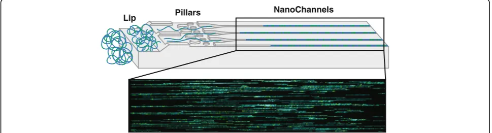 Fig. 2 Irys/Saphyr chip nanochannel structure and DNA loading. The labeled dsDNA is loaded into two flowcells of either Irys or Saphyr chips