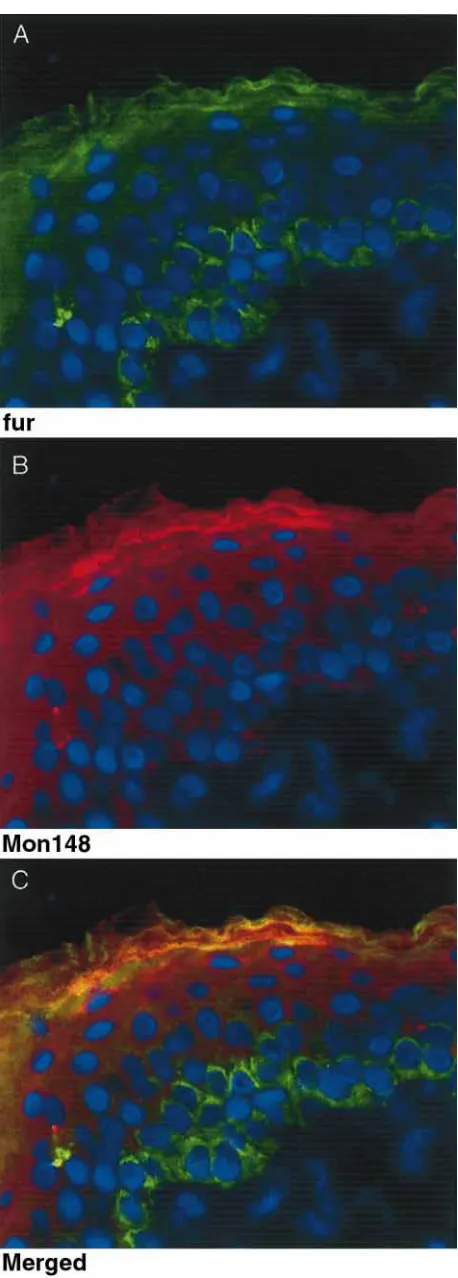 Figure 3. Double immunoﬂuorescence of epidermis using the c-fur and MON148 antibodies
