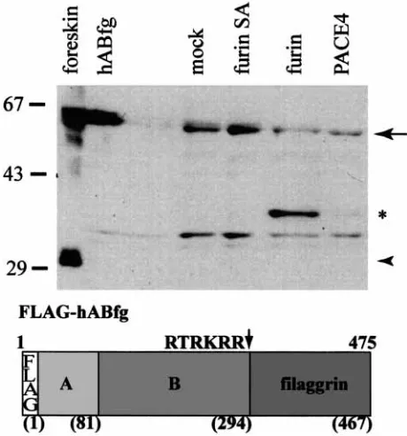 Figure 7. Effect of mutation at residues P1, P2, and P4 of theputative proﬁlaggrin cleavage site