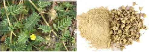 Figure 1 Tribulus terrestris L. and Its fruit with fruit powder 