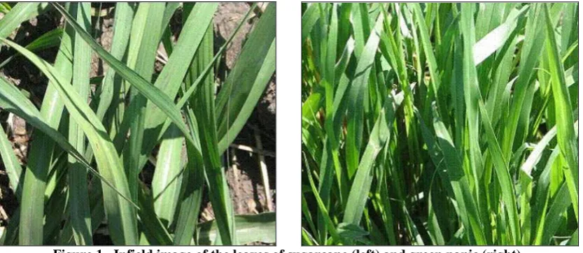 Figure 1.  Infield image of the leaves of sugarcane (left) and green panic (right).  