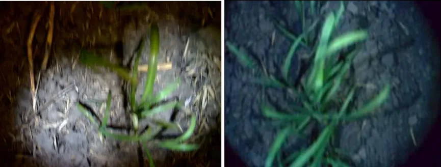 Table 1.  Typical results of the algorithm on the daytime video. 