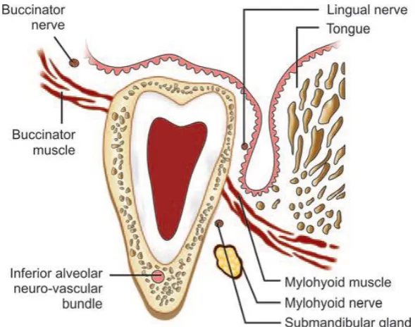 Figure 1: Schematic diagram showing coronal section through the third molar 