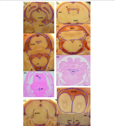 Figure 2 Selected examples of cutting-plane photographs and histological sections used for morphometric analysis