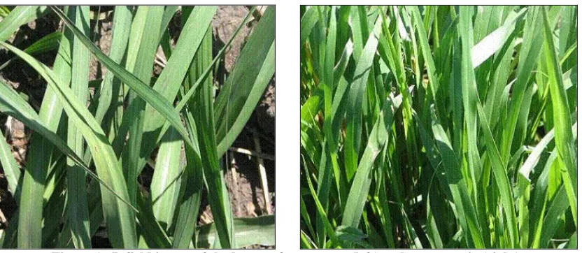 Figure 1.  Infield image of the leaves of sugarcane (left) and green panic (right).  