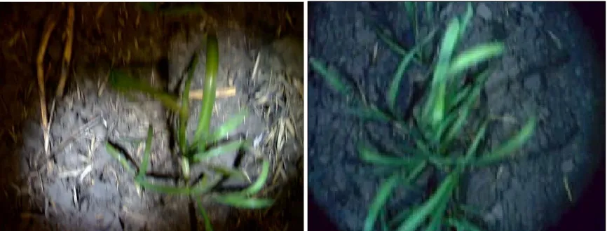 Table 1.  Typical results of the algorithm on the daytime video. 