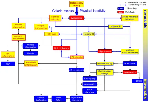 Fig. 1 Main processes and events involved in (decrease of) pheno-typic ﬂexibility and the resulting (patho-)physiological consequences(adapted from Lusis et al