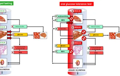 Fig. 2 Whole-body metabolic condition and control circuits charac-terizing a catabolic (fasting) as compared to anabolic/postprandialstate with major changes in hormone and metabolite levels which