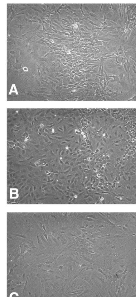 FIG. 4. E1A/E7-immortalized MEF. MEF were transfected withplasmids that express the E1 region (E1A and E1B) of Ad5 or the