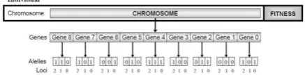 Figure 1. Typical structure of individuals in EAs [20] 