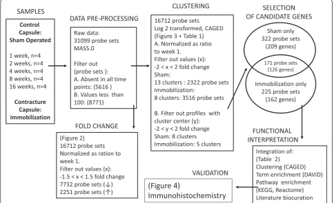 Fig. 1 Experimental design to identify capsule genes associated with immobilization-induced joint contractures