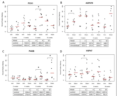 Fig. 4 Validation of immobilization associated genes: immunohistochemistry. Quantification of immunohistochemistry staining of PCK1 (panel A),AGPAT-9 (panel B), P4HB (panel C), and HSP47 (panel D) in the posterior knee capsule from the rat time course expe