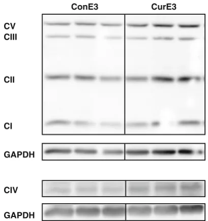 Fig. 4 Proteasomal activity in the cortex of curcumin-supplementedand control APOE3 and APOE4 mice