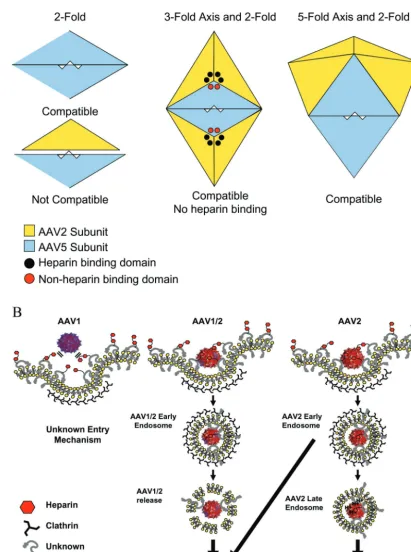 FIG. 8. (A) Model of potential interactions between AAV2 and AAV5 capsid subunits. The triangular shapes represent individual subunits ofAAV2 (yellow) or AAV5 (light blue)