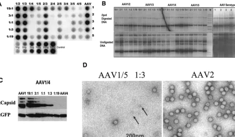 TABLE 2. Particle numbers for AAV pseudotypes and controlsa