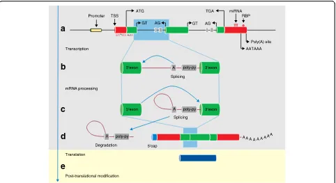 Fig. 2 The generic gene model (not to scale).background shadingtranslation of mRNA into protein by ribosomes occurs in the cytosol