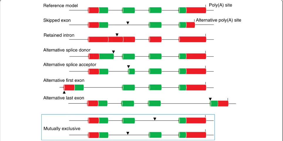 Fig. 3 Alternative splicing transcript variants. Different types of alternative splicing can give rise to transcripts that are functionally distinct from anominal reference model