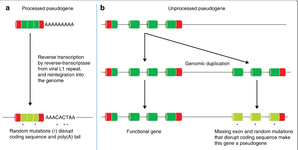 Fig. 4 The nonsense-mediated decay (NMD) pathway. Under normalcellular circumstances, exon–exon junction complexes (EJCs) that are inplace after splicing are removed by the ribosome during the first roundof translation