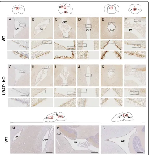 Figure 1 Distribution of URAT1 in mouse brain. Paraffin sections from nine-week-old WT (A–F, coronal section; M–O, sagittal section) andURAT1 KO (G–L, coronal section) mice were stained with a polyclonal antibody to URAT1 (anti-URAT1 antibody) and counters
