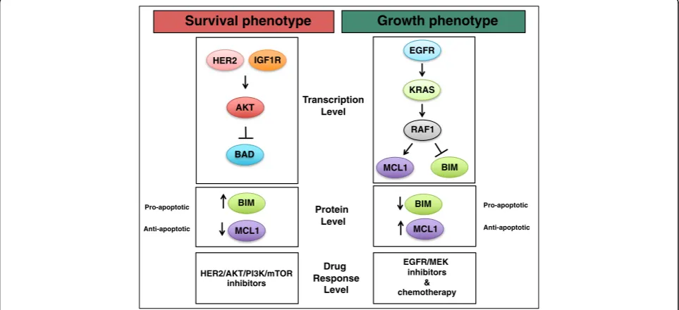 Fig. 7 Summary of the survival and growth phenotypes in breast cancer. The survival phenotype is characterized by high HER2, IGF1R, and AKTpathway activation, high expression of pro-apoptotic BIM, low expression of anti-apoptotic MCL-1, and response to HER