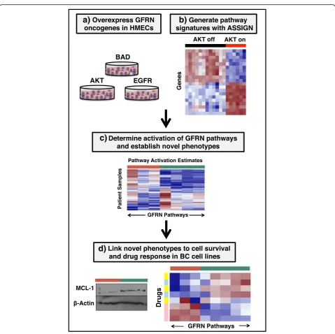 Fig. 1 High-level overview for probing growth factor receptor networks in breast cancer.breast tumors and ICBP breast cancer cell lines and identification of novel phenotypes based on GFRN activity.data from HMECs overexpressing GFRN genes and signature ge