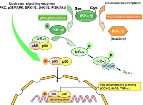 Fig. 1 Regulation of NF-(ERK) induce phosphorylation of IKKjB activation by cellular signaling mole-cules
