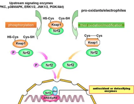 Fig. 2 Signal transduction pathways responsible for Nrf2-AREactivation. Nrf2 activation is regulated by two distinct cellularsignaling pathways in a manner similar to that applied to NF-jBactivation signaling schematically represented in Fig