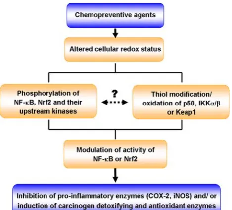 Fig. 3 Regulation of NF-jB and Nrf2-ARE signaling pathways bychemopreventive agents via phosphorylation and thiol modiﬁcation/oxidation of cellular signal molecules or their regulators