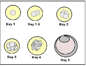 Fig 3 Human Embryo Features 