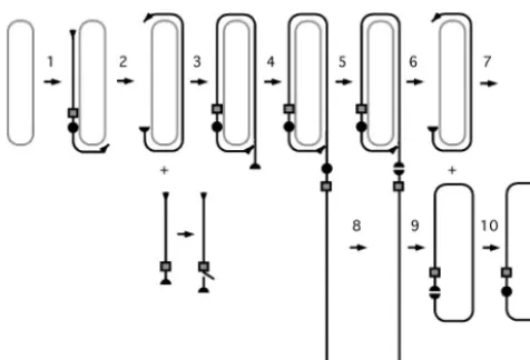 FIG. 1. Model for transcription and processing of nascent antige-nomic HDV RNAs. This diagram represents an abbreviated form of an