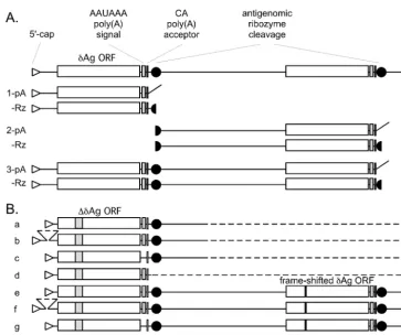FIG. 3. RNA species obtained by processing of RNA transcripts arising from in vivo DNA-directed antigenomic HDV RNA transcripts.(A) (Top) Diagram of RNA-processing features present on a greater-than-unit-length antigenomic RNA